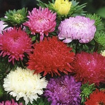 200 Seeds Aster Peony Duchess Mixed Colors Mother Natures Seeds Grow Easy - £6.74 GBP