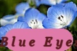 Premium Seeds 565 Seeds Baby Blue Eyes Shade Flower - $37.98 MXN