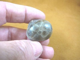 (F830-30) 1-1/4&quot; polished Petoskey stone fossil coral specimen MI state ... - £11.95 GBP