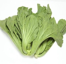KBT 600 Pcs Mustard Da Pin Pu Cải Bẹ Dưa New Seeds Bulk Seeds - $213.05 MXN