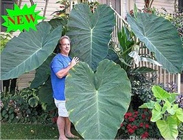 Giant Elephant Ear Plant Colocasia Gigantea Huge Foliage New Fresh Seeds USA - £8.70 GBP