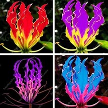 300 Seeds Flame Lily Seeds Not Lily Bulbs It Is Bonsai Lily Flower Bonsai Pleasa - $8.81