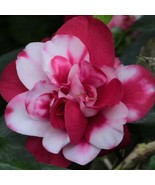 LWK 15 Seeds Camellia Peppermint House Flowers Easy Easy Grow - $13.32