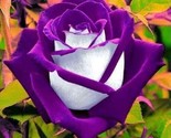 25 Seeds Purple Rose  Flower Fragrant Buy One Get 20 Seeds Free - £6.44 GBP
