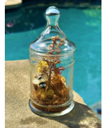 Dried Flowers and Bumble Bee in Apothecary Glass Jar Closed Lid 7 Inch V... - £11.36 GBP