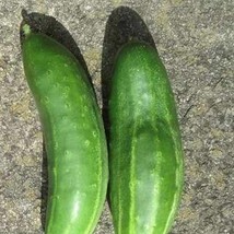 Marketer Cucumber Seeds Organic US Fast Shipping - $37.22 MXN