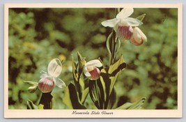 Minnesota State Flower Showy Lady Slipper Orchid Of The North Vintage Postcard - $6.90