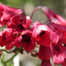 New Fresh Bomarea Salsilla Princess Lily Seed - $12.48