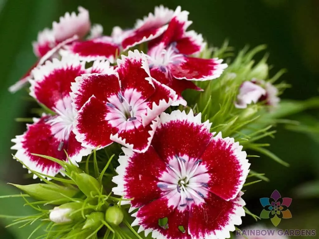 200 Red Chianti Carnation Seeds Fresh Seeds USA - $9.96