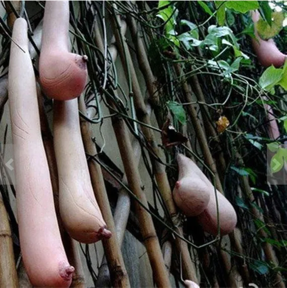 Best seller 20/50/100PCS Melon seeds Vietnam milk as a woman&#39;s  - $10.47