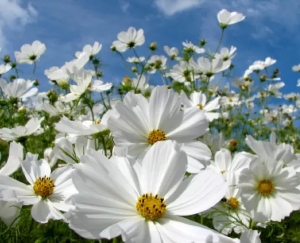 Best-Selling COSMOS PURITY 30 FRESH FLOWER SEEDS - $5.44