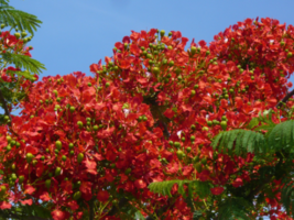 10 Seeds Royal Poinciana Delonix Regia - £15.65 GBP