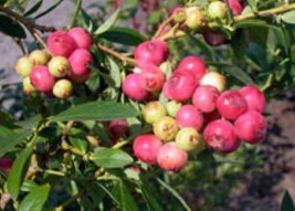 Pink Lemonade Blueberry Bush Vaccinum Starter Plant Hot Pink Berries Fresh Garde - £28.78 GBP