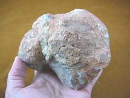 (DF844-162) 3 Lb Fossil Real Dinosaur Poop Coprolite Dino Valley Utah Dung Scat - £57.53 GBP