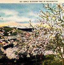Apple Blossoms In Washington State Floral Gardens Postcard c1930-40s PCBG8C - $19.99