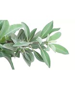 300+ Salvia Apiana Seeds - White Sage, Sacred Cali Burning Sage - $17.89