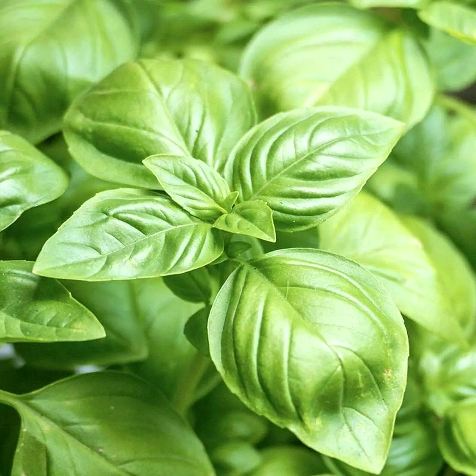 2000 Basil Seeds Spring Large Leaf Herb Heirloom Garden Mosquito Repellent - $8.00
