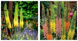 Foxtail Lily Flower Seeds 300 Seeds INTERNATIONAL SHIP - £17.37 GBP