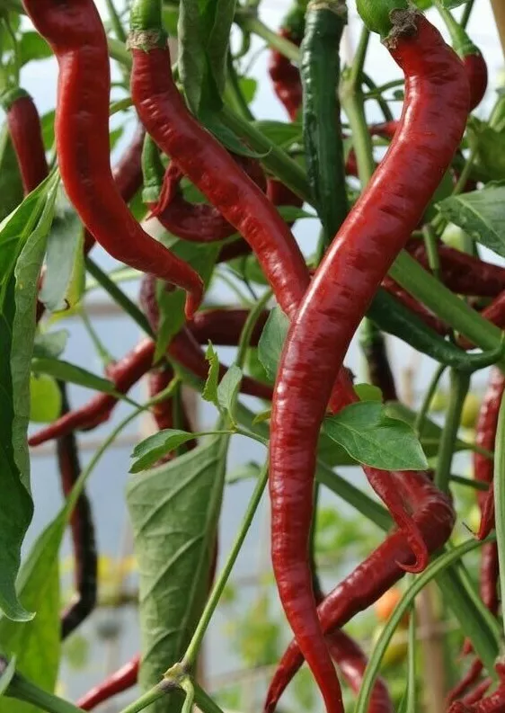 RED CAYENNE PEPPER 50+SEEDS  LONG THIN health HERB HOT SPICY  - £7.57 GBP