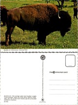 Buffalo Herd Adult Bull Yellowstone National Park VTG Postcard - $9.40