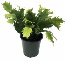 Houseplant Zygocactus Pink Christmas Cactus Live Plant 4&quot; Pot Indoor Gardening - £44.64 GBP