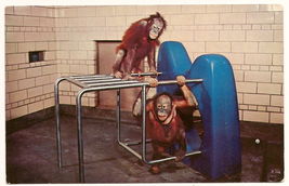 Orangutans Zoological Park Detroit Michigan great ape exhibit Postcard U... - $4.90