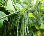 Jade Green Bean Seeds (Bush) Slender Delicate Haricot Vert Vegetable Seed  - $5.93