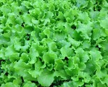 Grand Rapids Lettuce Seeds 500 Healthy Garden Leafy Greens Salad Fast Sh... - $8.99