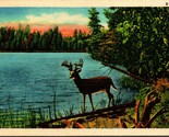 Nature Scene Deer 10 Point Buck on Lookout Linen Postcard UNP A5 - $3.91
