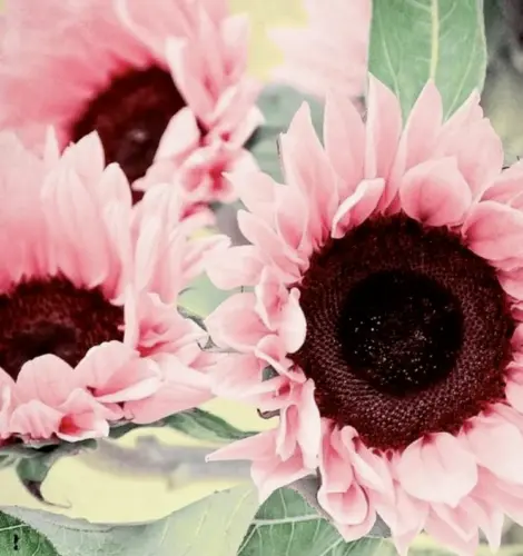 Pink Sunflower Seeds Turnsole Helianthus 25 + Seed Flowers Usa Fresh Garden - £7.86 GBP