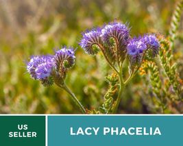 200 Pcs Lacy Phacelia Seeds Ground Cover Phacelia Tanacetifolia Seed - £15.48 GBP