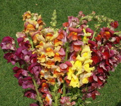 1Oz Snapdragon Flower Seeds Giant Tetra Mix Antirrhinum Majus 212000 Seeds Fresh - $40.25