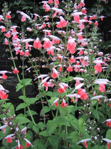 50 Seeds - Salvia Texas Sage Coral Nymph - £7.95 GBP