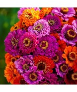 THJAR Majestic Mix Zinnia Flower Seeds - $93.55 MXN