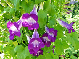 10 Mixed Dragonsnap Vine Asarina Scandens Climbing Snapdragon Flower Seeds Fresh - $15.20