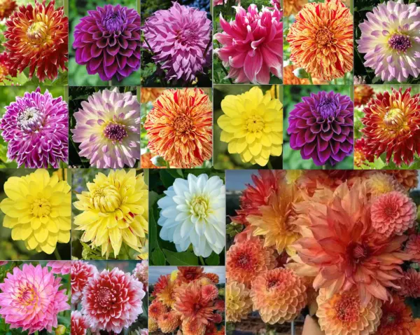 Fresh Seeds 20 Seeds Mixed Color Orange Yellow Red Dahlia Flower Plant - £13.88 GBP