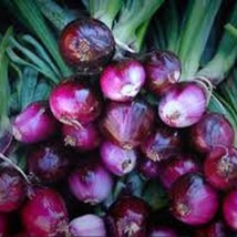 Fresh Seeds Red Burgundy Onion Seeds - $12.96