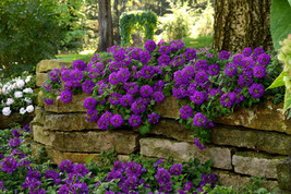 LWSTORE 1700 Seeds Verbena Moss Attracts Butterflies USPS Shipping - $8.42