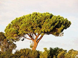 LKS 5 Pine Nut Italian Stone Pine Pinus Pinea Umbrella Tree Seeds Home G... - $203.47 MXN