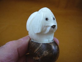 (tne-dog-ma-513c) white Maltese DOG TAGUA NUT Figurine Carving Vegetable dogs - £18.49 GBP