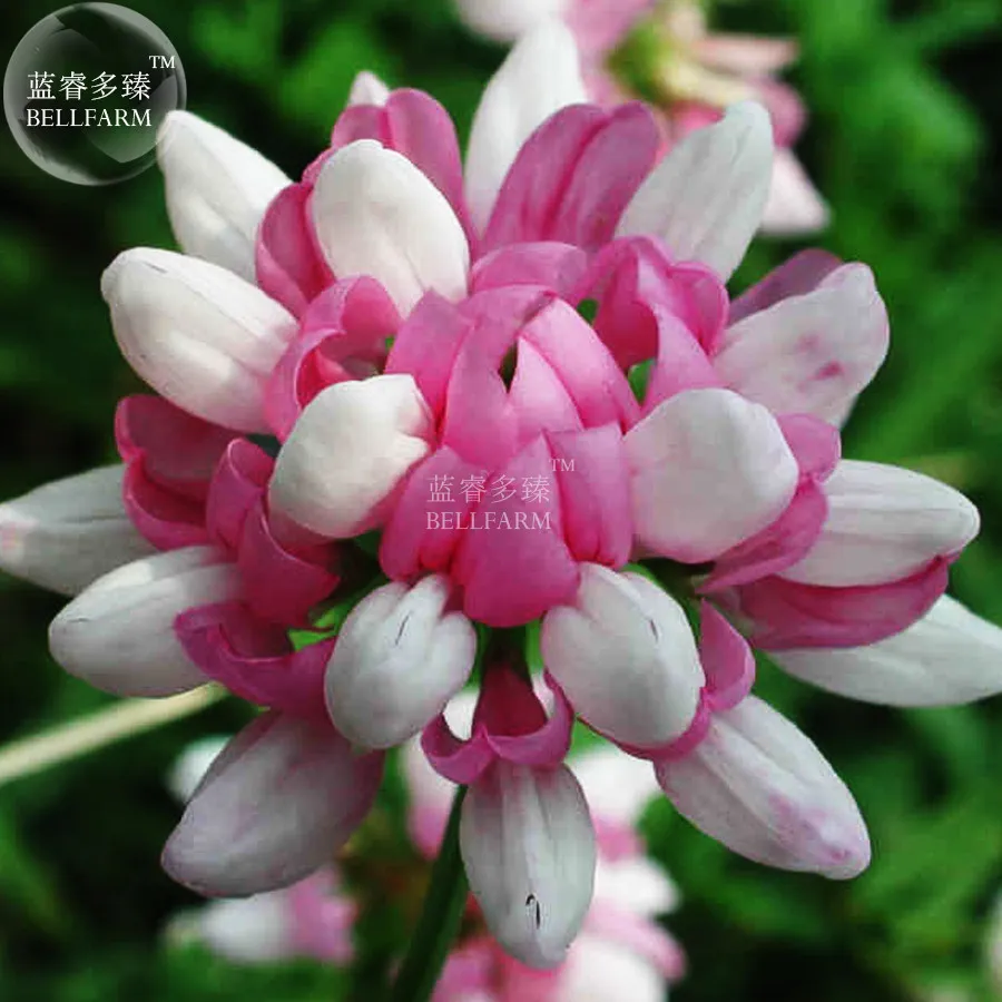 Best seller BELLFARM Coronilla Varia Heirloom Bonsai Flowers, 50seeds - $8.60