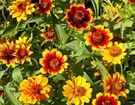 100+ Chippendale Daisy Zinnia Seeds - $8.48