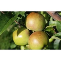 25+ Albermarle (Newtown) Apple Seeds | Heirloom Cold Hardy Variety - $16.50