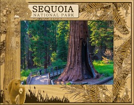 Sequoia National Park with Bear Laser Engraved Wood Picture Frame (4 x 6) - £23.96 GBP