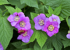 SGHOST 20 Purple Flowering Raspberry Thornles Edible Rubus Odoratus Fruit Berry  - $9.90