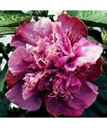 20 SEEDS DOUBLE PINK PURPLE HIBISCUS FLOWERS PERENNIAL INSTANT HEIRLOOM ... - $8.35