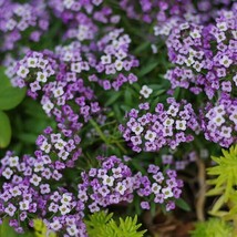 US Seller 500 Seeds Alyssum Violet Queen Purple Groundcover Bees Fragrant Flower - £8.39 GBP