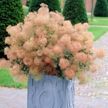 Young Lady Smoke Bush {Cotinus coggygria} 20 PreStratified seeds  - £7.51 GBP