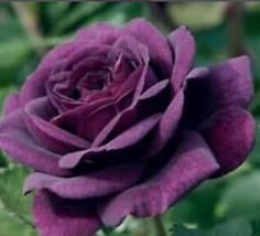 VP Deep Purple Rose Seeds / Perennial / Best Seller / 50 Seeds / Ts - £4.88 GBP