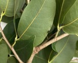 Fresh Leaves/branches Algarrobo Hymenaea courbaril (Fabaceae)   5 Onz - $19.68